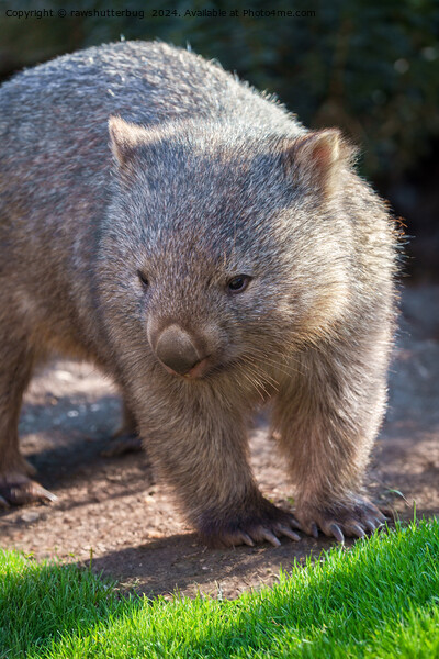 Adorable Wombat Picture Board by rawshutterbug 