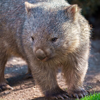 Buy canvas prints of Adorable Wombat by rawshutterbug 