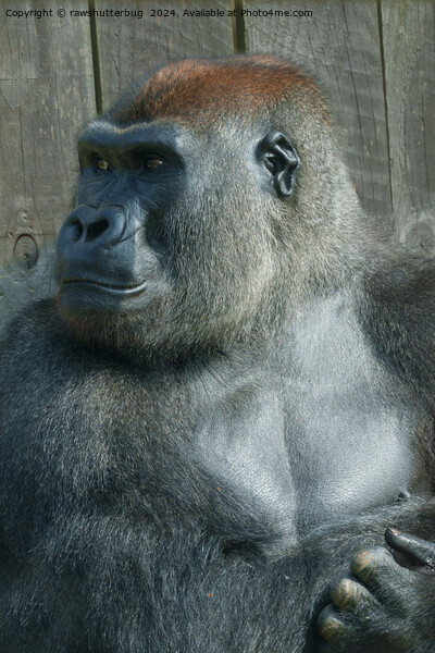 Gorilla Lope Picture Board by rawshutterbug 