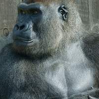 Buy canvas prints of Gorilla Lope by rawshutterbug 