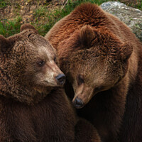 Buy canvas prints of Brown Bear Female Gazing At Male by rawshutterbug 