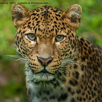 Buy canvas prints of Jaguar's Intensity by rawshutterbug 