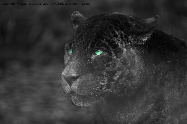 Black Jaguars Emerald Gaze Picture Board by rawshutterbug 
