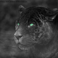 Buy canvas prints of Black Jaguars Emerald Gaze by rawshutterbug 