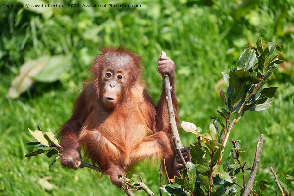 Orangutan Baby's Hoots Picture Board by rawshutterbug 