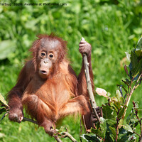 Buy canvas prints of Orangutan Baby's Hoots by rawshutterbug 