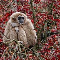 Buy canvas prints of Gibbon's Solitude by rawshutterbug 
