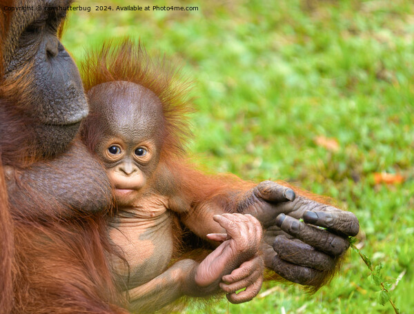Cherished Orangutan Mother's Cuddle Picture Board by rawshutterbug 