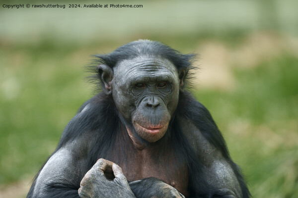 The Bonobo's Gaze Picture Board by rawshutterbug 