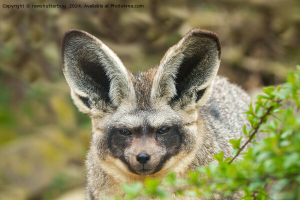 Whispers of the Night: Bat-Eared Fox Picture Board by rawshutterbug 