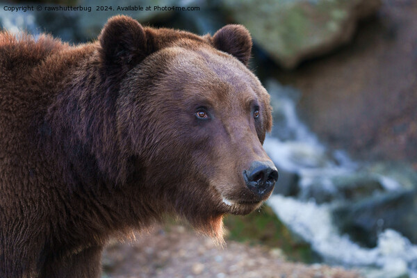 Nature's Beauty: Brown Bear Face Picture Board by rawshutterbug 