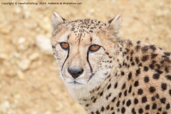 Face of the Wild: Cheetah's Intense Look Picture Board by rawshutterbug 