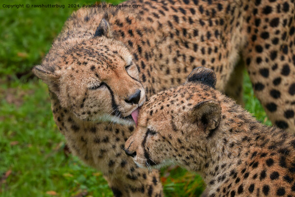 Cheetah Affection: Touching Displays of Love Picture Board by rawshutterbug 