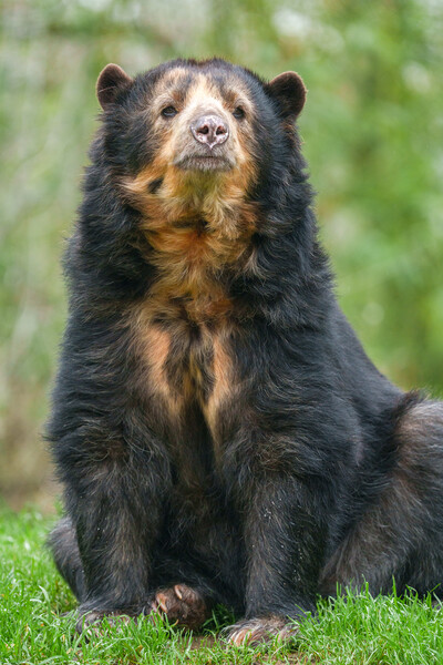 Graceful Andean Bear in Lush Habitat Picture Board by rawshutterbug 