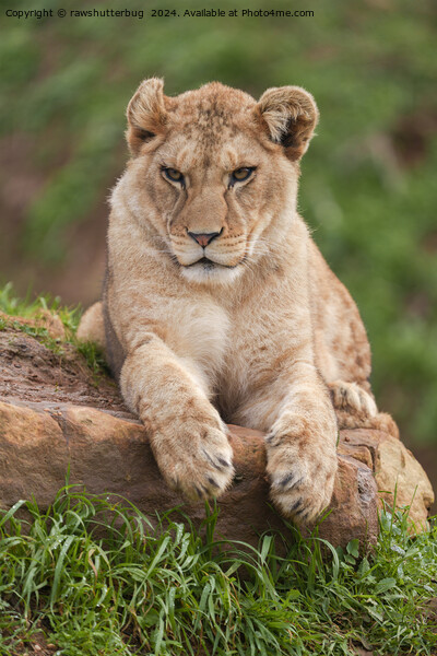 Lion Cub's Paws for Thought Picture Board by rawshutterbug 