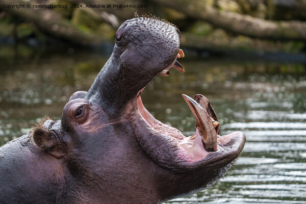Up Close with a Hippo: Teeth on Display Picture Board by rawshutterbug 