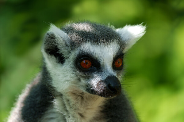 Ring-Tailed Lemur Portrait Picture Board by rawshutterbug 