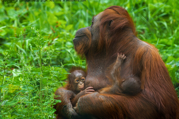 Orangutan Mother Bond Picture Board by rawshutterbug 