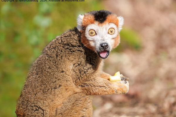 Crowned Lemur Surprise Picture Board by rawshutterbug 