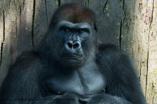 A Silverback in the Making Picture Board by rawshutterbug 