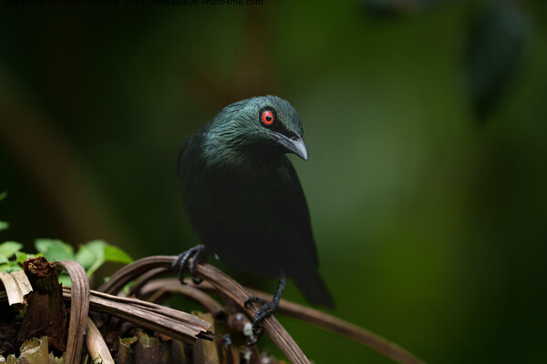 Vivid Red Eyes, Asian Glossy Starling Picture Board by rawshutterbug 