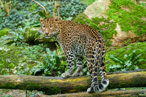 Jaguar Jungle Wildlife Picture Board by rawshutterbug 