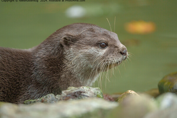 Otter Wildlife Habitat Picture Board by rawshutterbug 