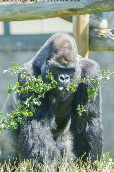 Serene Silverback Gorilla Wildlife Picture Board by rawshutterbug 