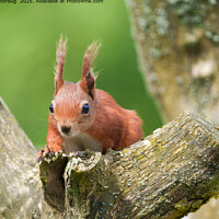 Red Squirrel Peeking from Tree Branch