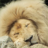 Buy canvas prints of Sleepy White Lion by rawshutterbug 