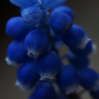 Buy canvas prints of Blue Spring Flower by rawshutterbug 