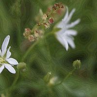 Buy canvas prints of White Lawn Flower by rawshutterbug 