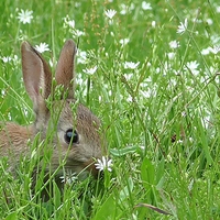 Buy canvas prints of Baby Rabbit Hiding In The Grass by rawshutterbug 