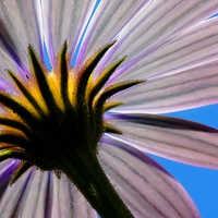 Buy canvas prints of In The Shade Of An African Daisy by rawshutterbug 