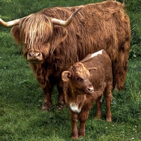 Buy canvas prints of Highland Cow And Calf by rawshutterbug 