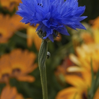 Buy canvas prints of Blue Cornflower by rawshutterbug 