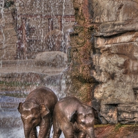 Buy canvas prints of Baby Elephant Shower by rawshutterbug 