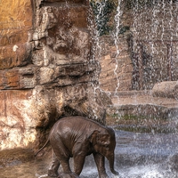 Buy canvas prints of Elephants Water Fun by rawshutterbug 