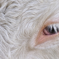 Buy canvas prints of Cow's Eye Lash by rawshutterbug 