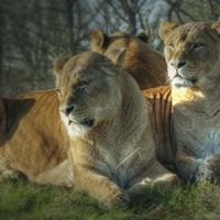 Buy canvas prints of   Pride Of Lionesses by rawshutterbug 