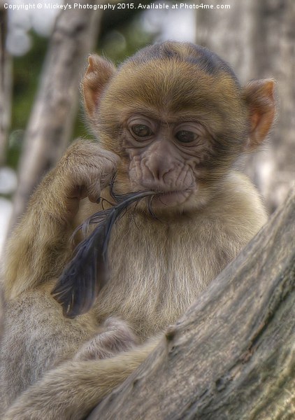 Baby Barbary Monkey  Picture Board by rawshutterbug 