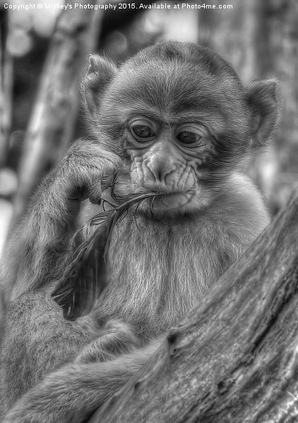  Little Barbary Monkey Picture Board by rawshutterbug 
