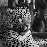 Buy canvas prints of  Jaguar Mono  by rawshutterbug 