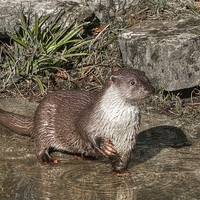 Buy canvas prints of Oriental Small Clawed Otter by rawshutterbug 
