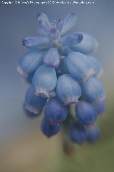 Grape Hyacinths Picture Board by rawshutterbug 