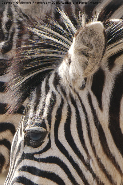 Zebra Eye Picture Board by rawshutterbug 