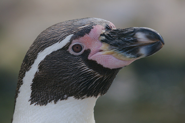  Humboldt Penguin Head Shot Picture Board by rawshutterbug 