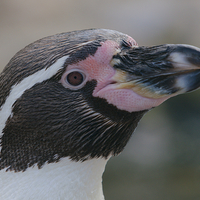 Buy canvas prints of  Humboldt Penguin Head Shot by rawshutterbug 