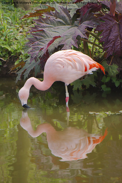 Flamingo Reflection Picture Board by rawshutterbug 