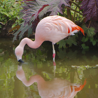 Buy canvas prints of Flamingo Reflection by rawshutterbug 